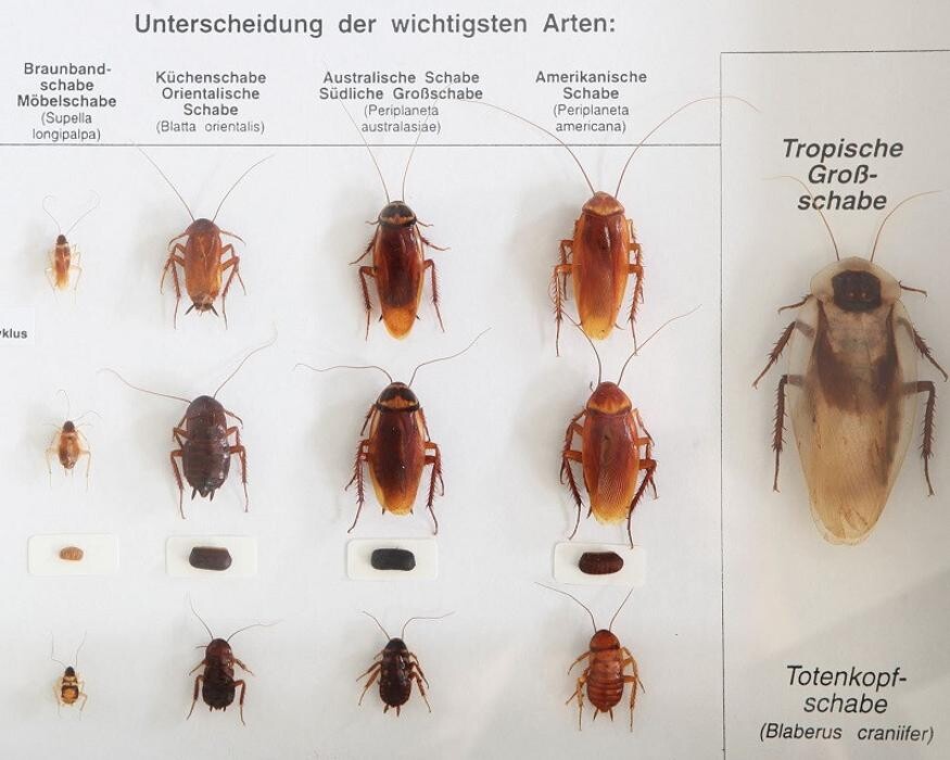 Bilder Schädlingsbekämpfung Wörrstadt