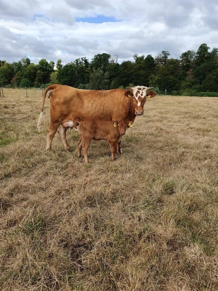 Bilder Fleisch Wurstwaren Wanischeck