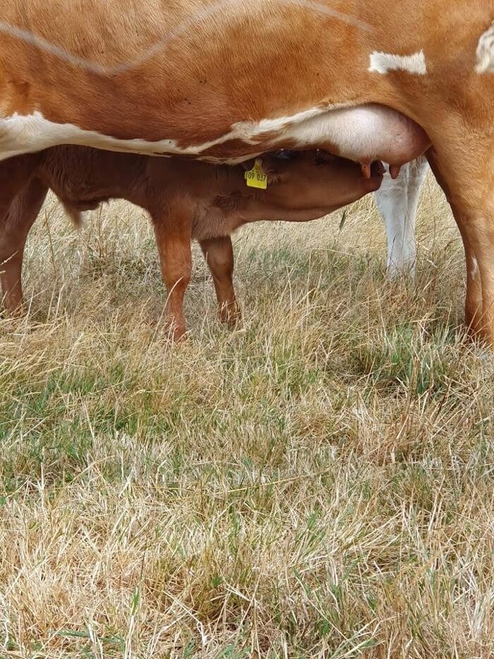Bilder Fleisch Wurstwaren Wanischeck