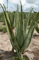 Bilder Weberchen & Lanza GbR