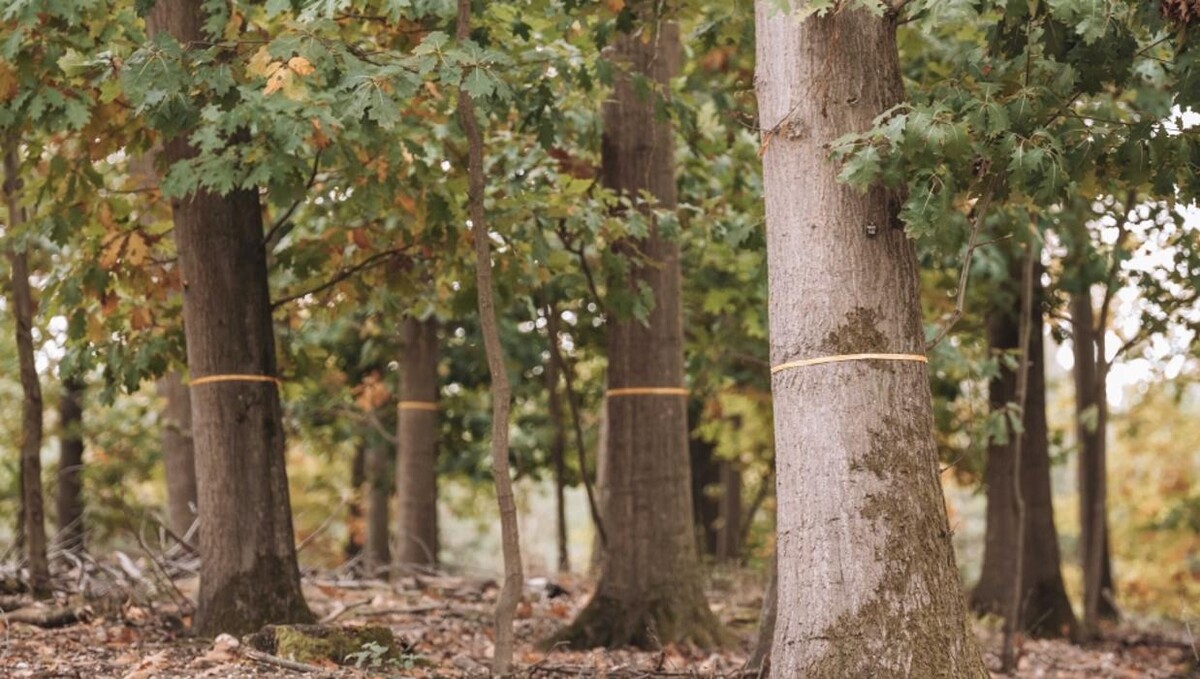 Bilder FriedWald Niederkrüchten