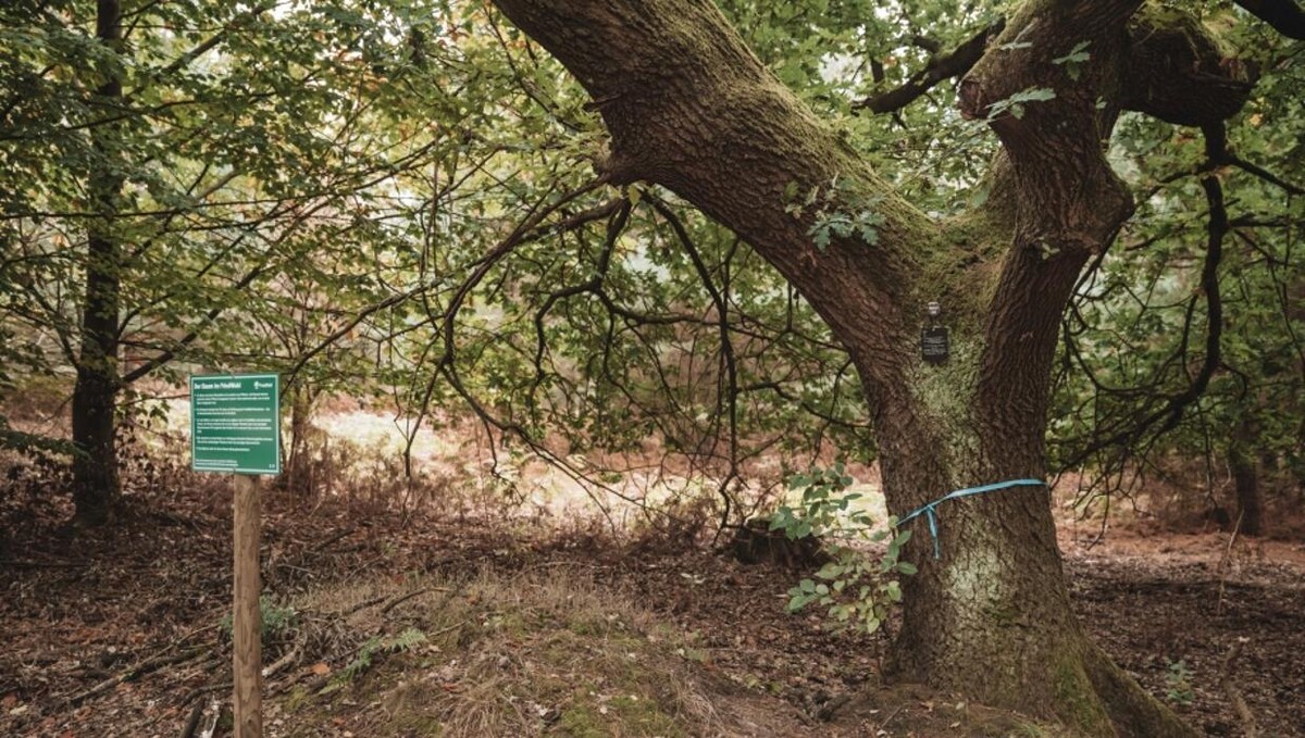 Bilder FriedWald Niederkrüchten