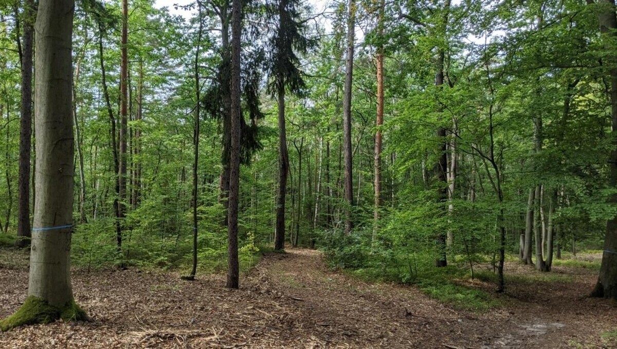 Bilder FriedWald Rudolstädter Hain
