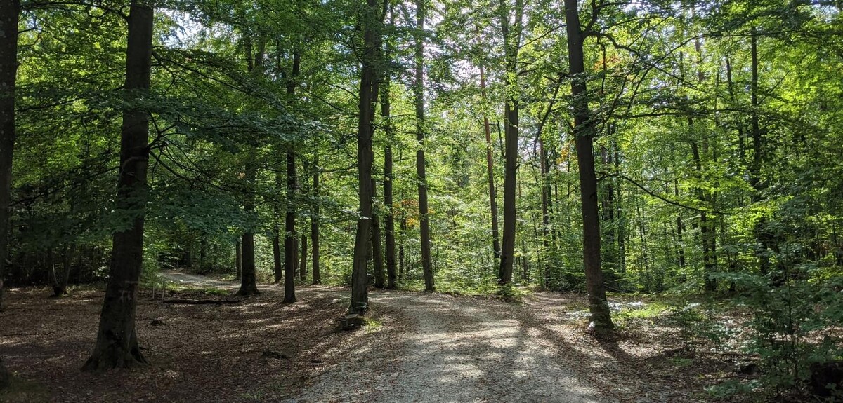 Bilder FriedWald Rudolstädter Hain