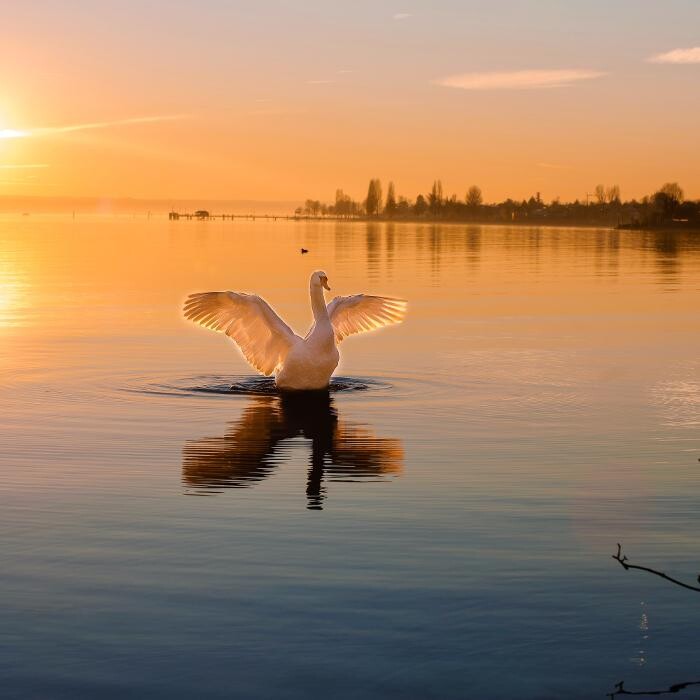 Bilder Bodenseetours & Hochzeitsängerin-Bodensee, Bodensee Yacht Charter