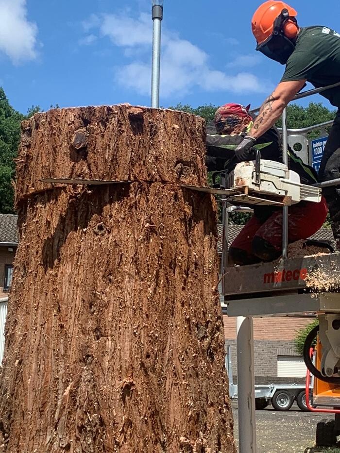 Bilder Galabau und Baumpflege Korsten