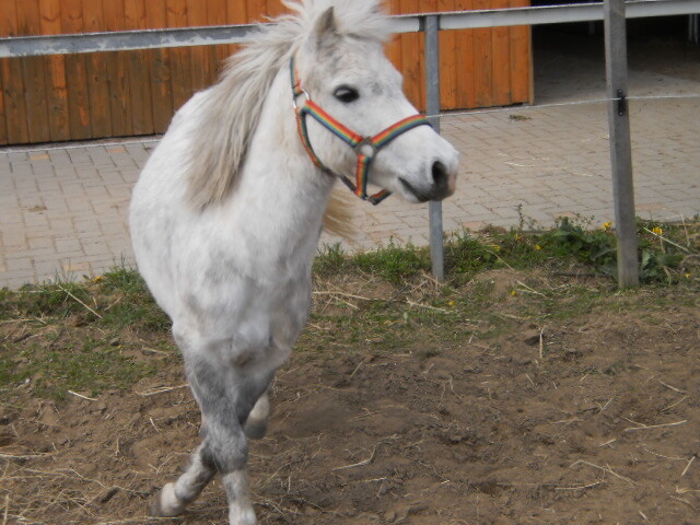 Bilder Reiten mit Achtsamkeit Angelika Rose