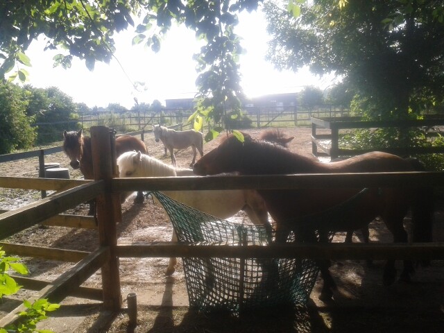 Bilder Reiten mit Achtsamkeit Angelika Rose
