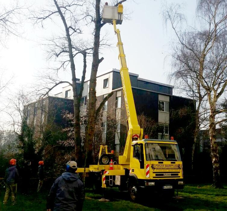 Bilder Porzer Baumdienst