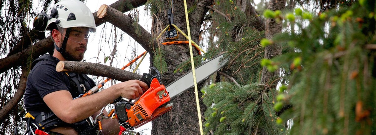 Bilder Porzer Baumdienst