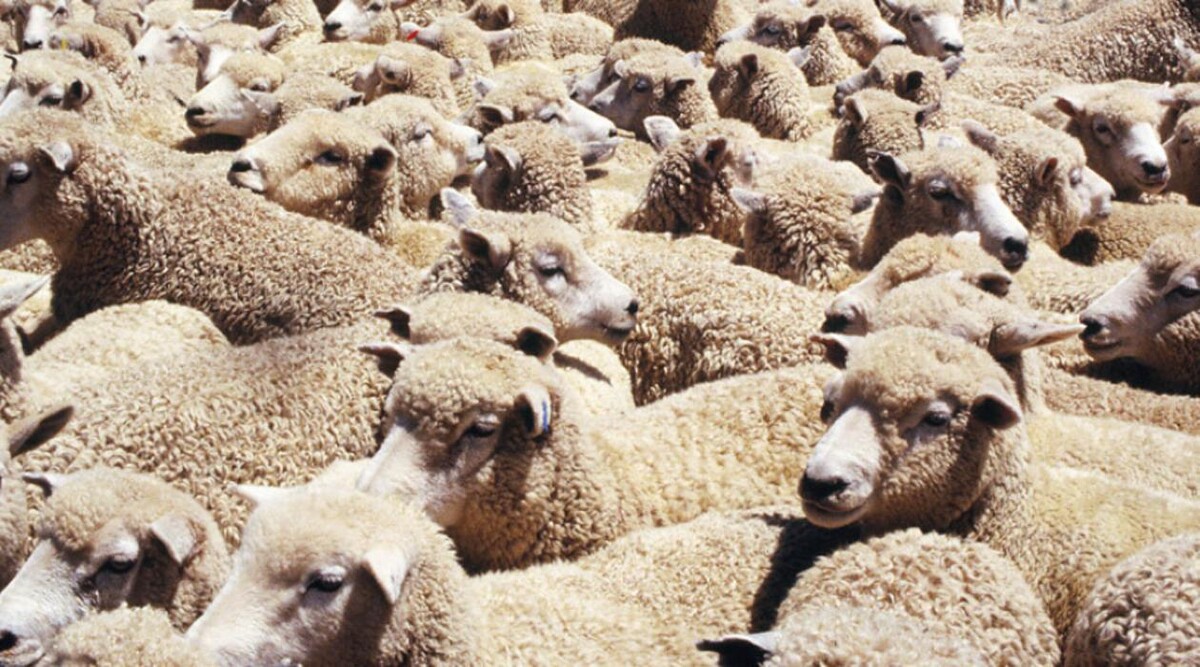 Bilder Mohr-Land Lammfellhandel