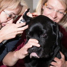 Bilder Marion Wilde Tierärztin