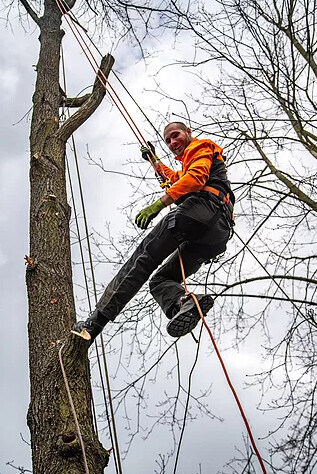 Bilder TreeUp Baumpflege