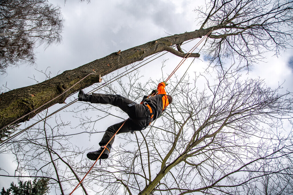 Bilder TreeUp Baumpflege