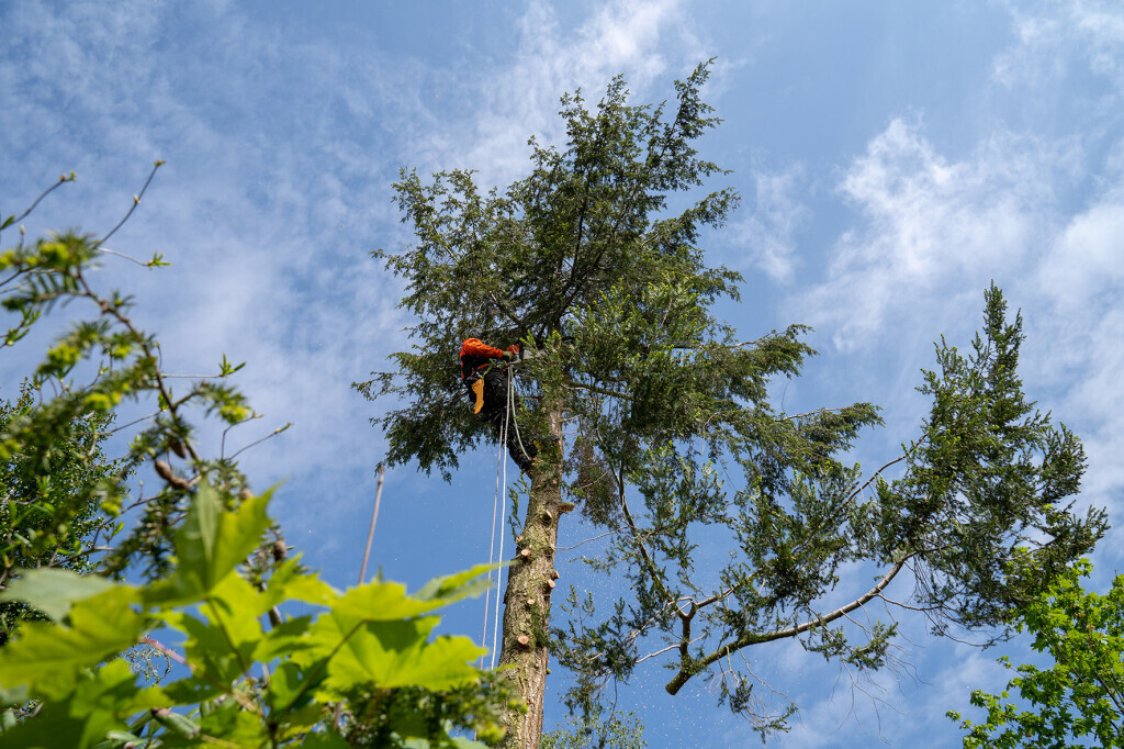 Bilder TreeUp Baumpflege