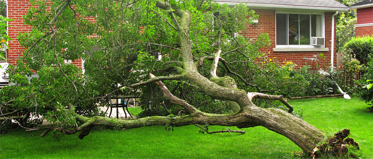 Bilder Baumpflege Mott