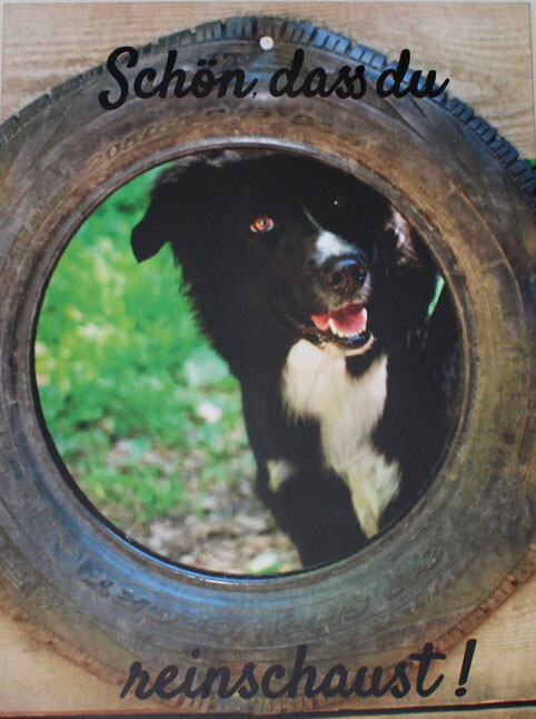 Bilder Bewegte Felle Tierphysiotherapie Barbara Faiß