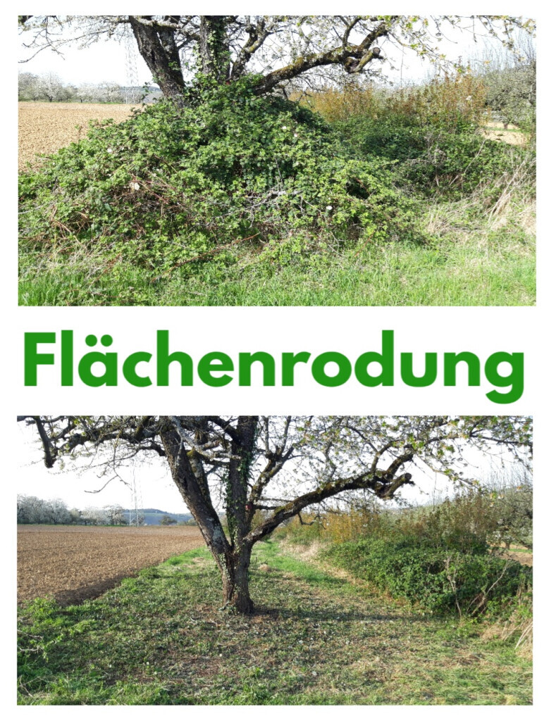 Bilder HVD Service