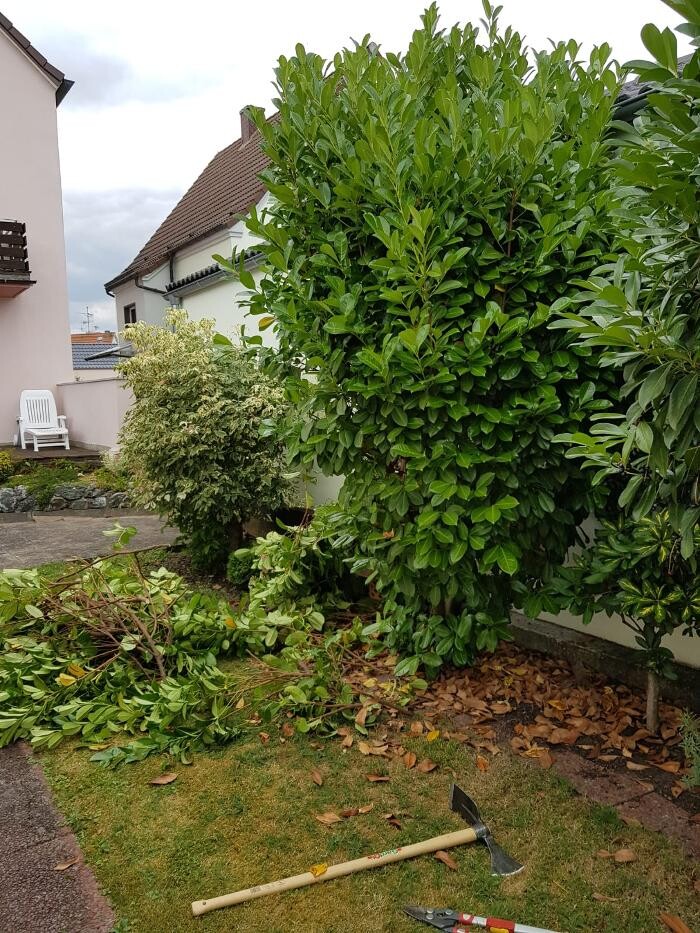 Bilder Schäfer Haus- und Gartenservice