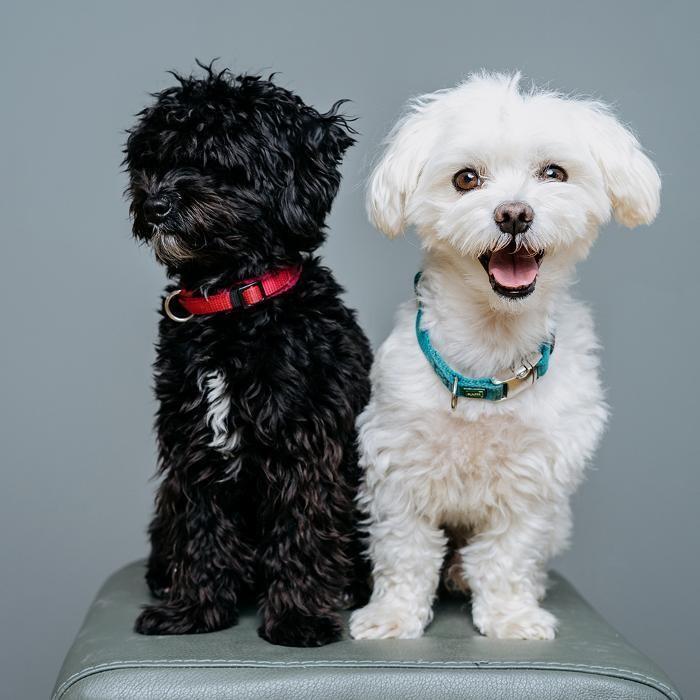 Bilder Biologisches Therapiezentrum für Hunde