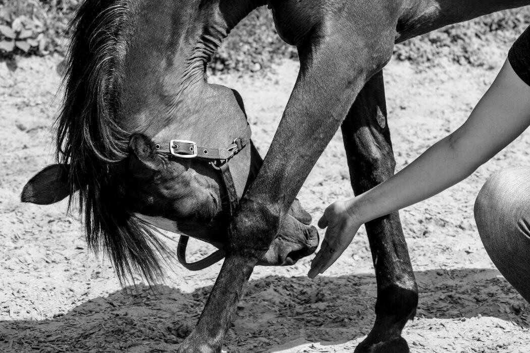 Bilder Passion und Pferd P&P