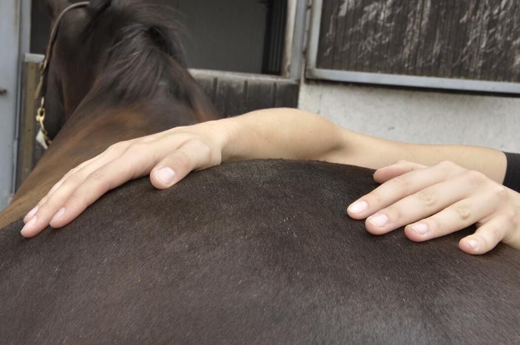 Bilder Passion und Pferd P&P