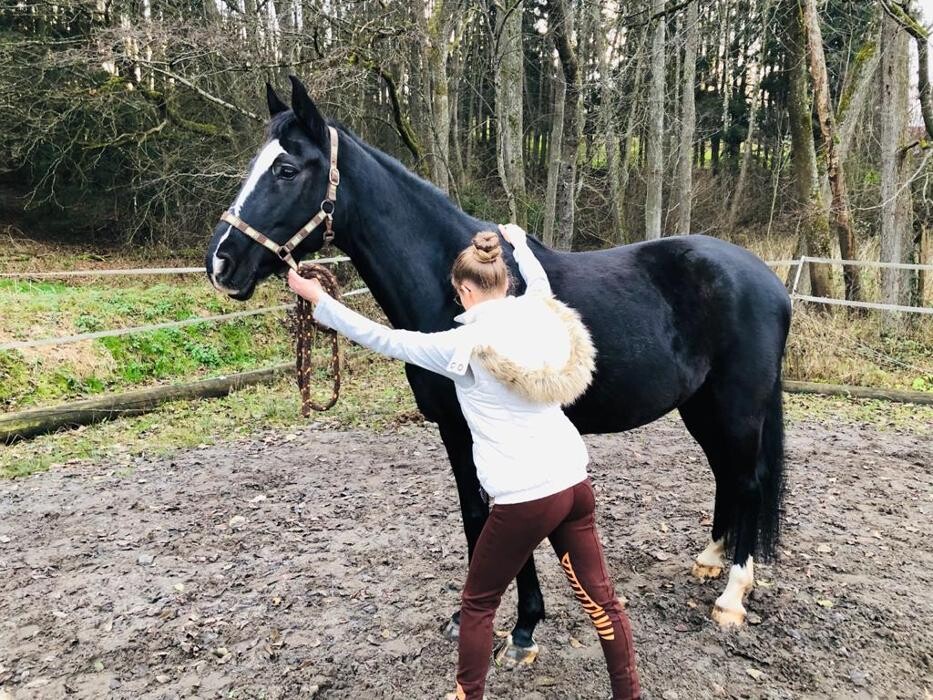 Bilder Passion und Pferd P&P