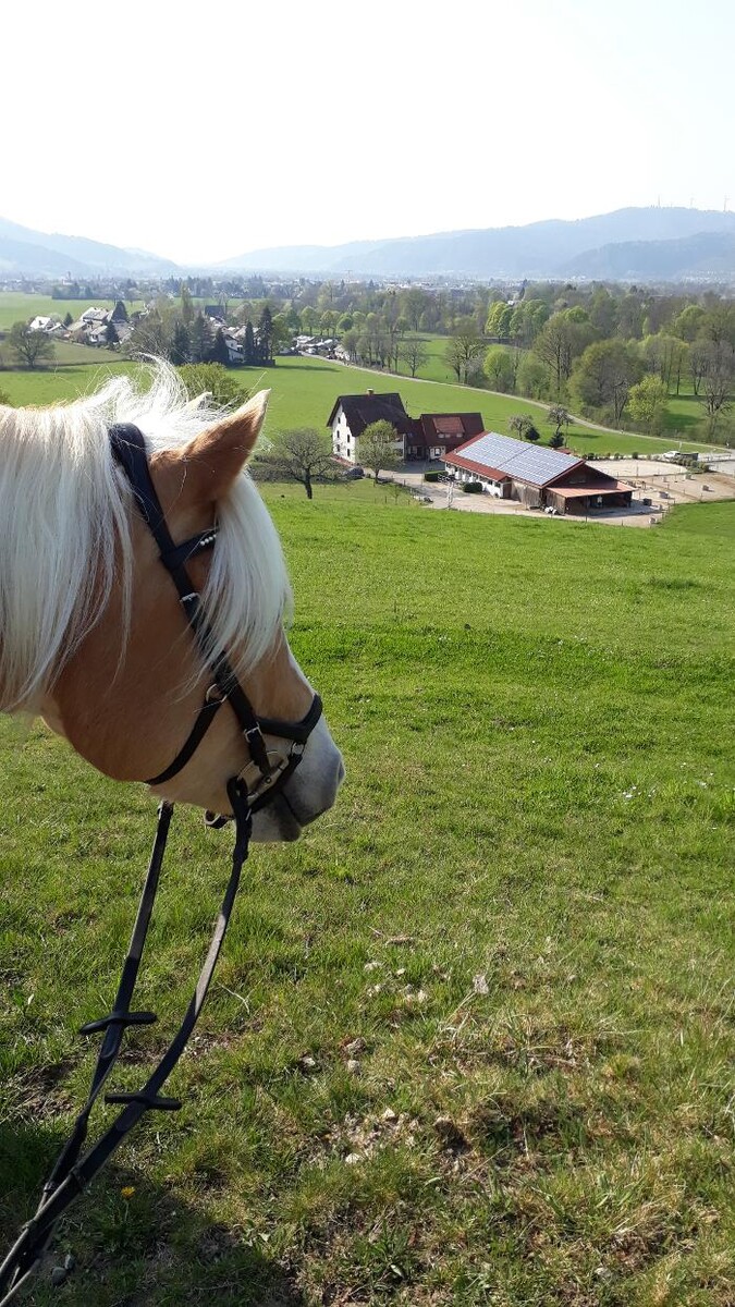 Bilder Pferdegestützte Pädagogik Thomashof