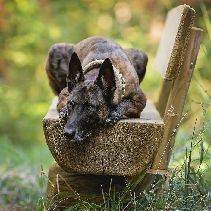 Bilder Hundeschule Filderschnauzen