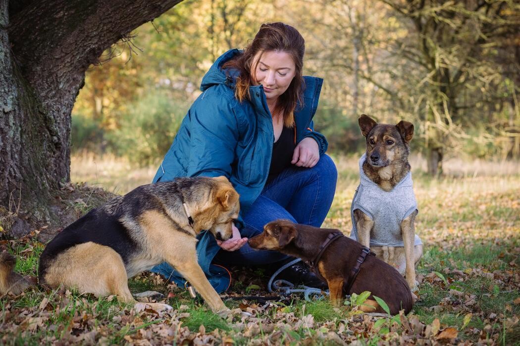 Bilder Altländer Hunde