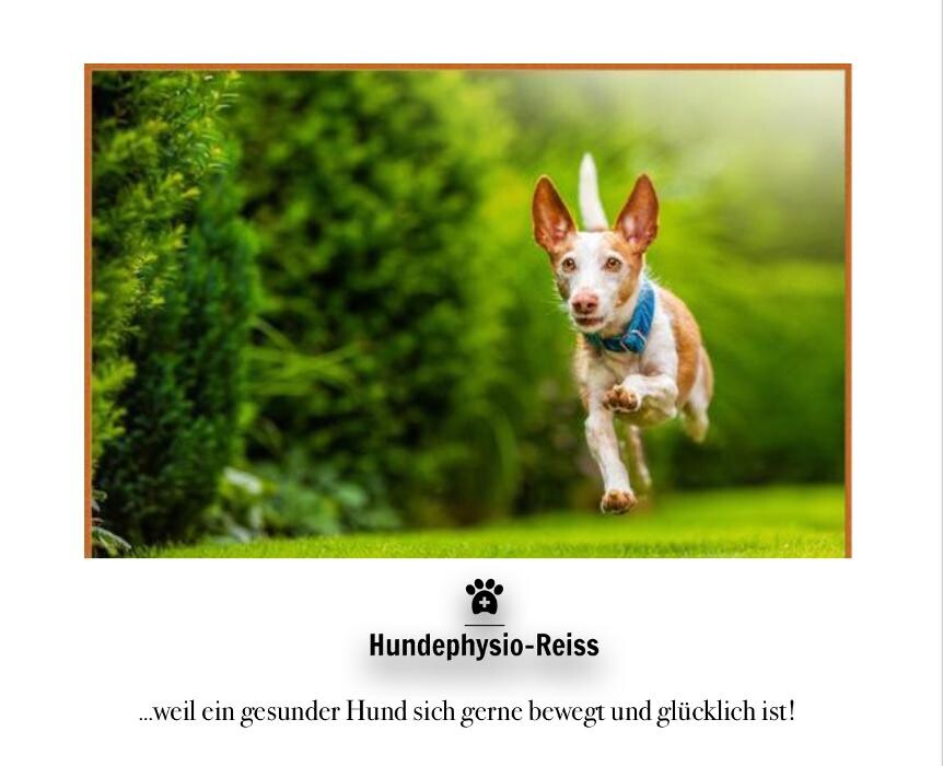 Bilder Hundephysio-Reiss