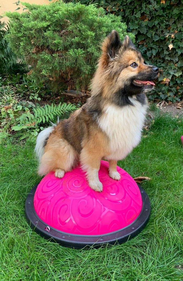 Bilder Hundephysio-Reiss