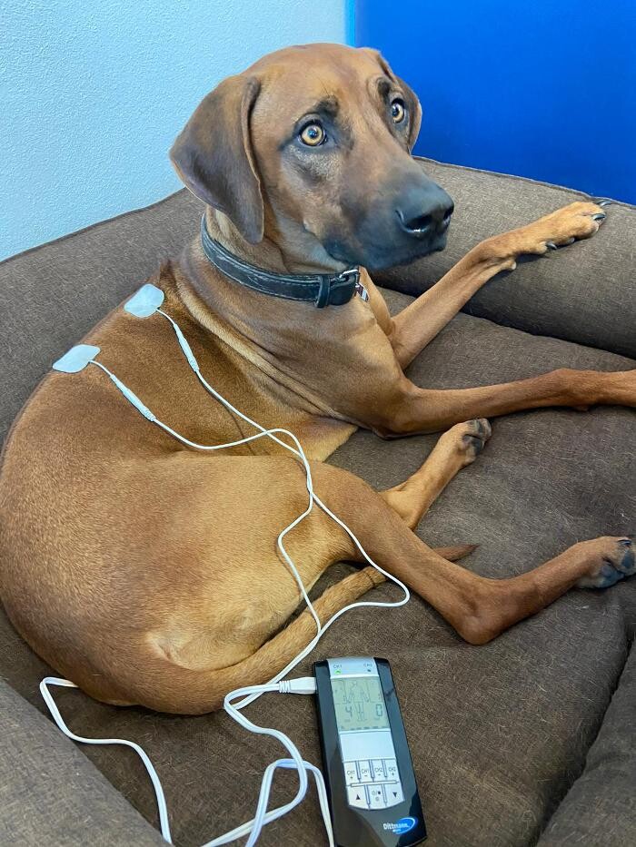 Bilder Hundephysio-Reiss