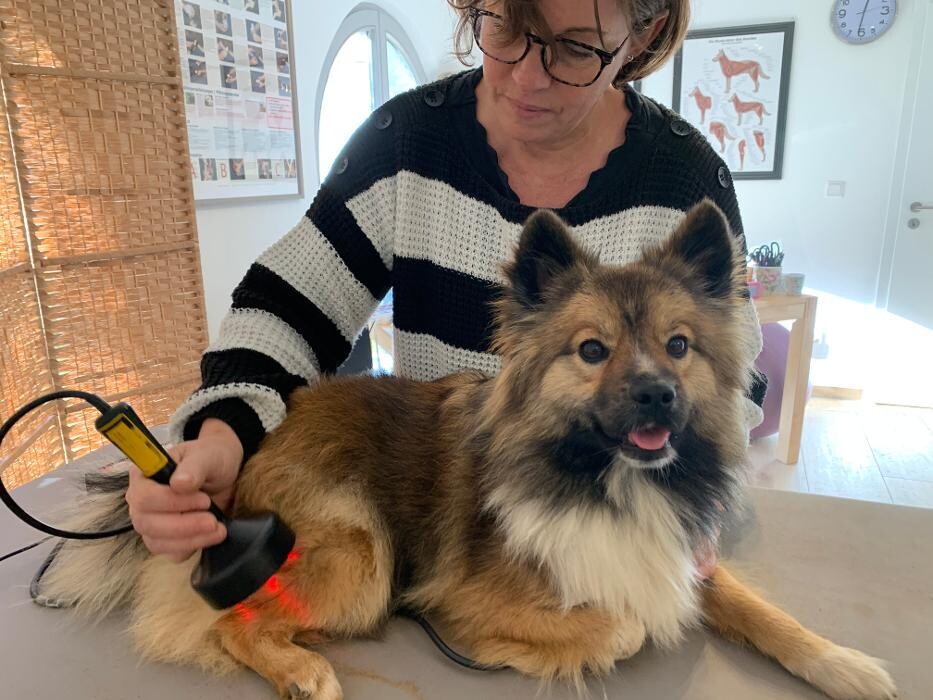 Bilder Hundephysio-Reiss