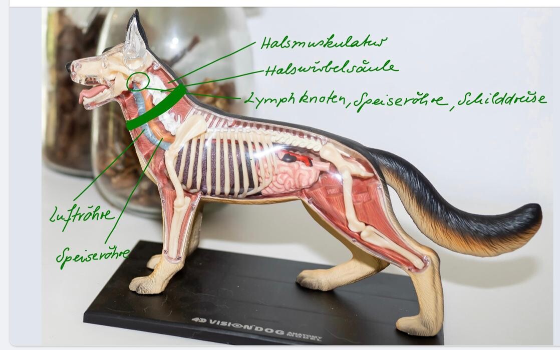 Bilder Hundephysio-Reiss