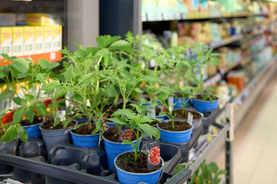 Bilder Kaufland Bochum-Wattenscheid