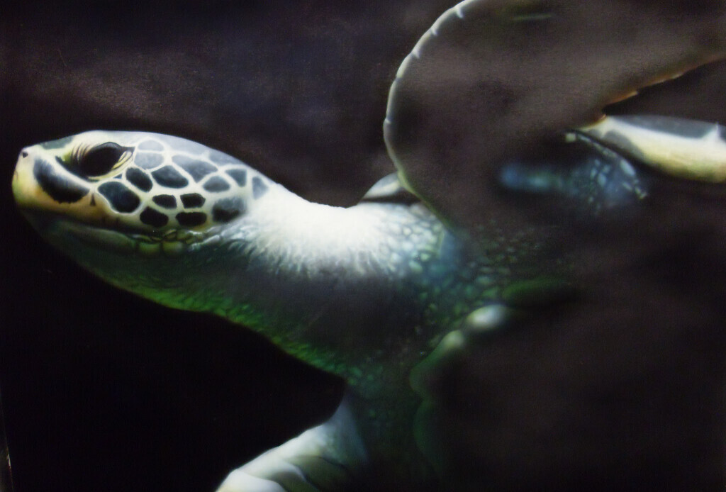 Bilder Malermeister van den Hoogen (MvdH)