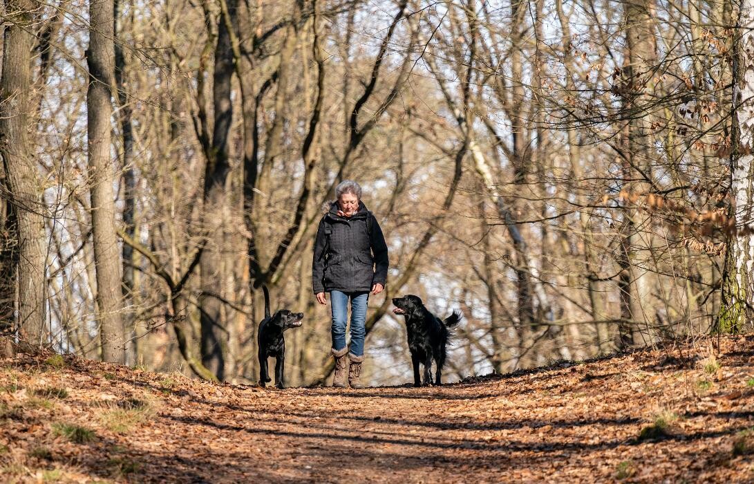 Bilder Berlin Brandenburg Dogs
