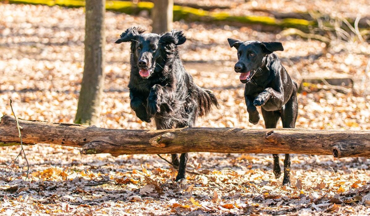Bilder Berlin Brandenburg Dogs