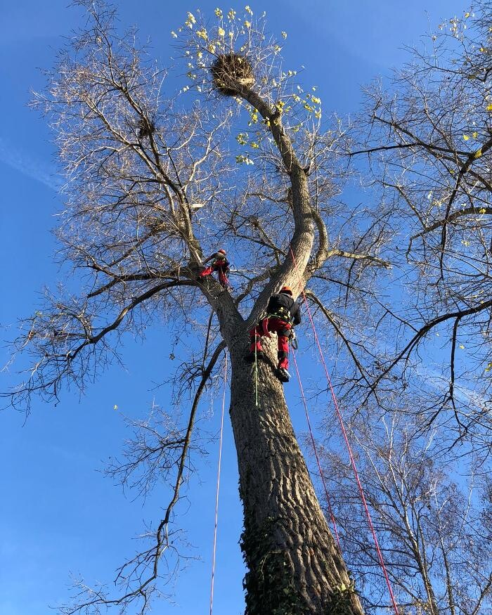 Bilder Tree Guard Baumpflege