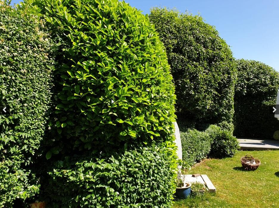 Bilder Lars Leverenz Haus- und Gartenservice