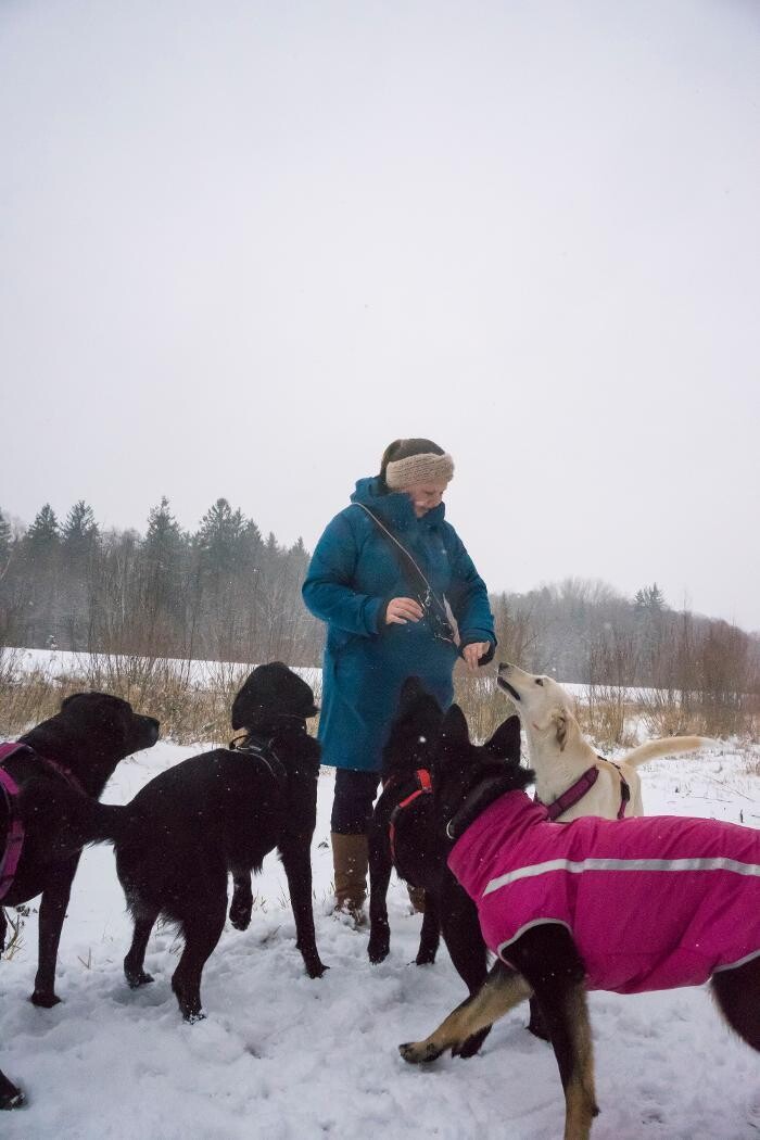 Bilder MEHR Hundeschule