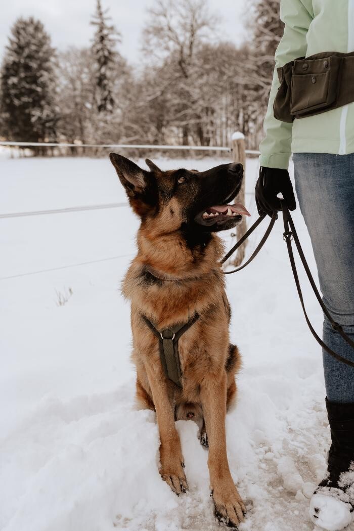 Bilder MEHR Hundeschule