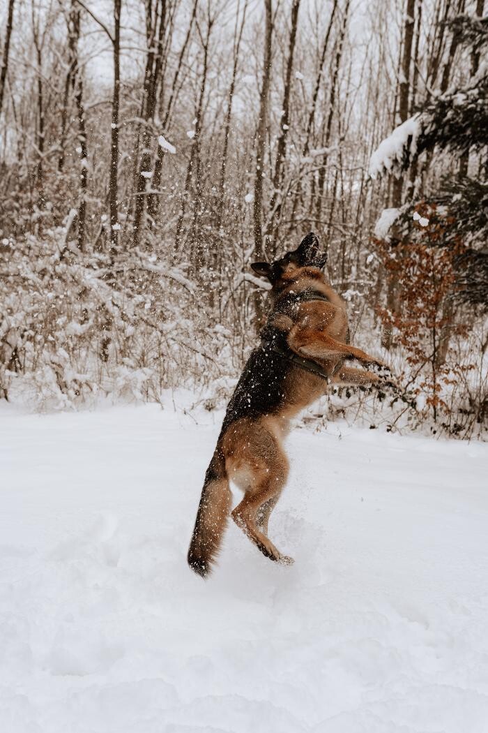 Bilder MEHR Hundeschule
