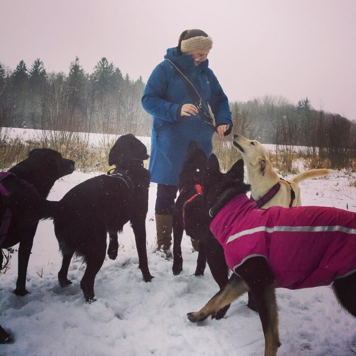 Bilder MEHR Hundeschule