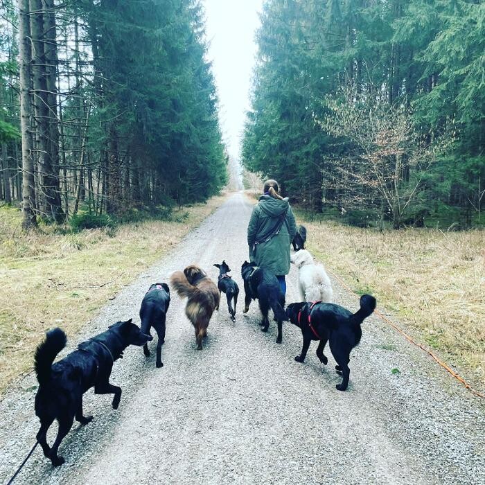 Bilder MEHR Hundeschule