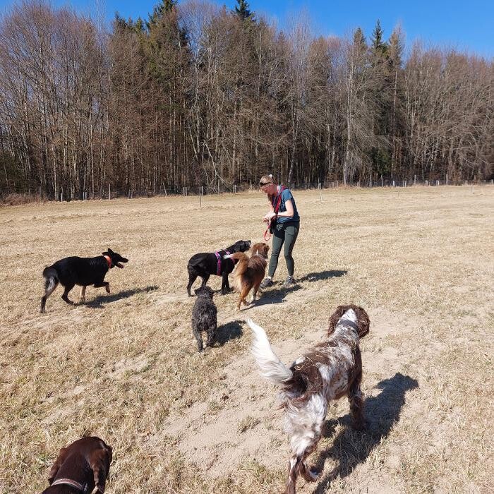 Bilder MEHR Hundeschule