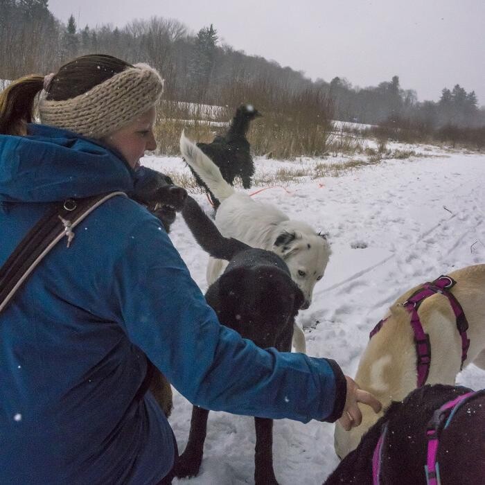 Bilder MEHR Hundeschule