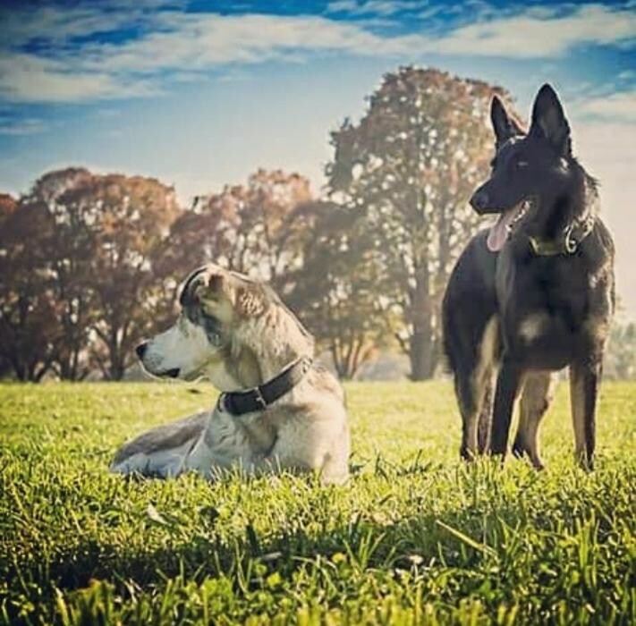 Bilder MEHR Hundeschule