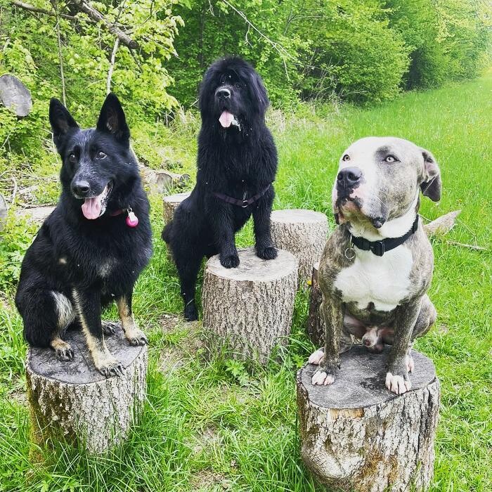Bilder MEHR Hundeschule